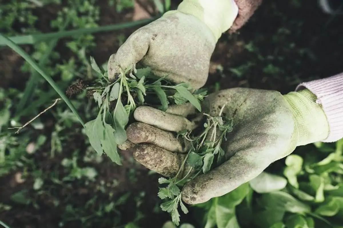 Photo of two hands picking weeds in a garden